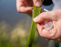 Į Nemuną išpiltas biologinis preparatas upinių mašalų lervoms naikinti