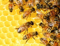 Parama bičių laikytojams už papildomą maitinimą